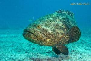 Grouper Fish - A large and delicious saltwater catch.