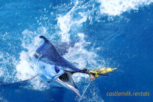 "Marlin Fish - A magnificent and powerful saltwater game fish.
