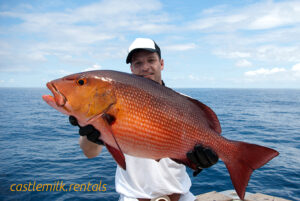 Snapper Fish - A delectable and popular saltwater catch.