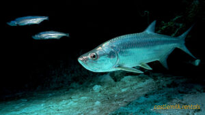 Tarpon Fish - A majestic and powerful silver king of the ocean.