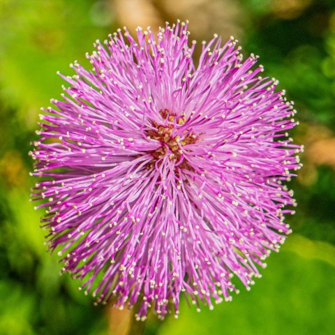 Close-up image of a sunshine mimosa flower, showcasing its vibrant pink petals and delicate structure.