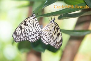 Image of butterflies mating, captured in their natural habitat at Butterfly World in Ft Lauderdale.